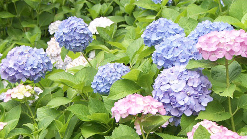 slideshow_image