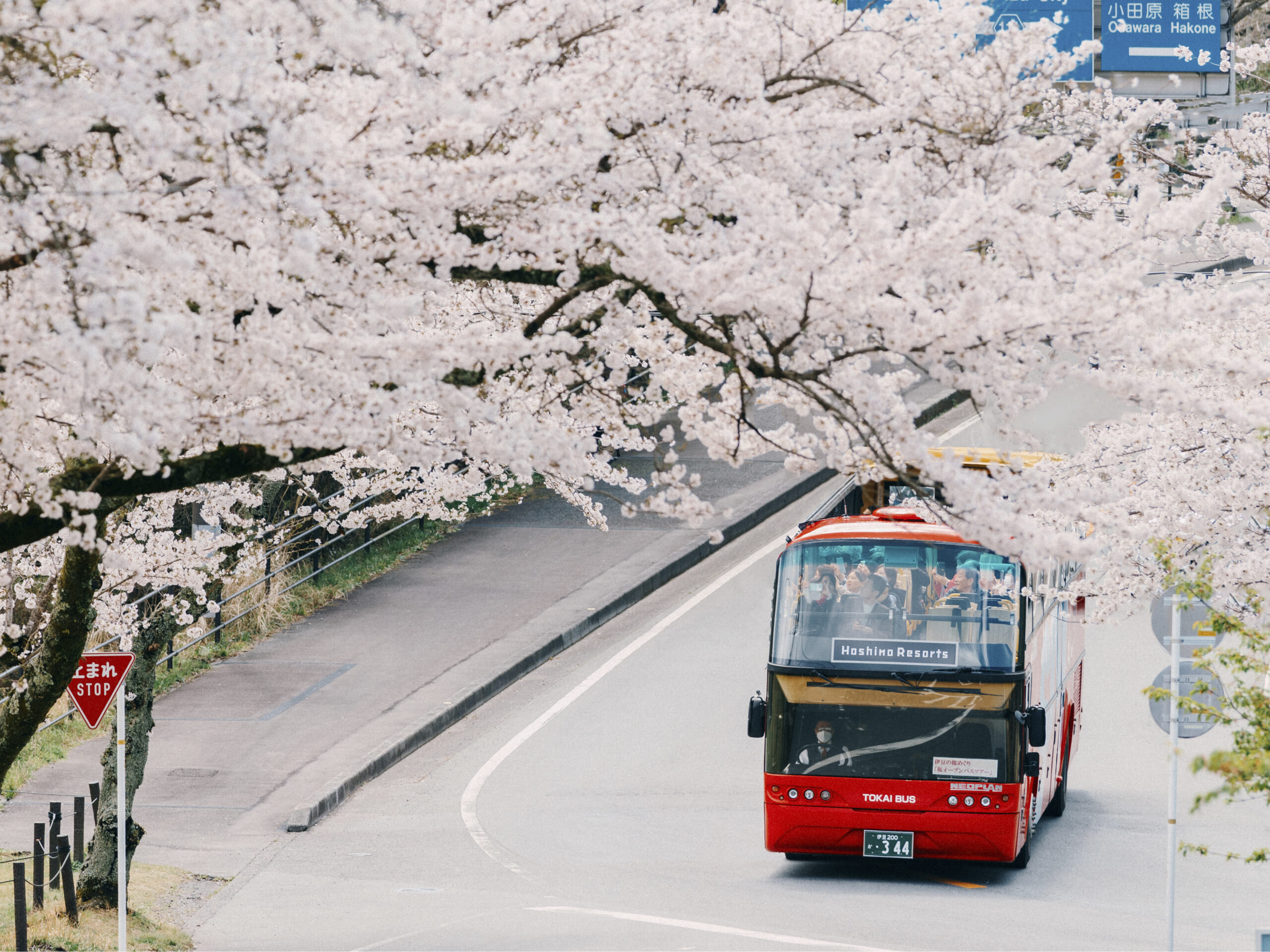 星野リゾート】「界 伊東」で約1500本の桜が360度の大パノラマで迫り