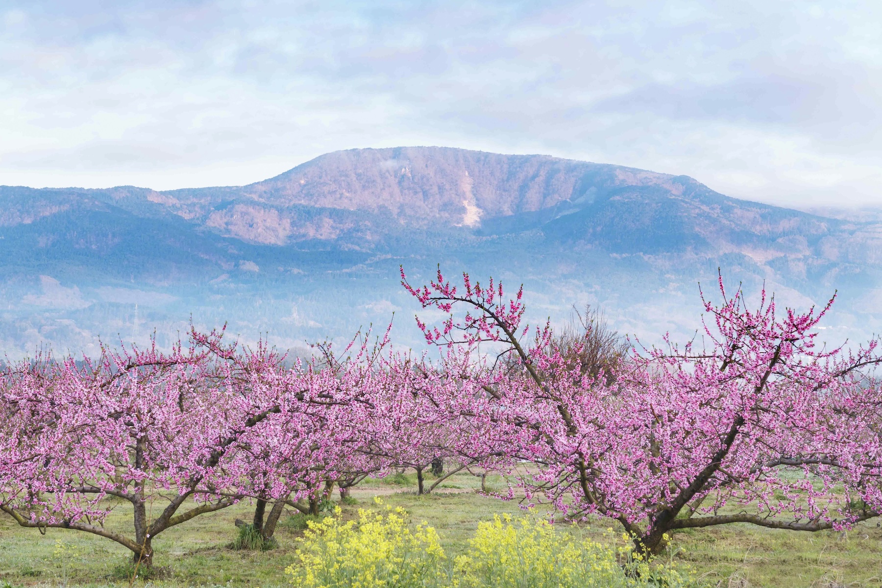 fuji