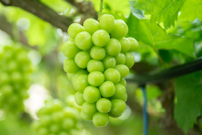 shine_muscat_1721375328520_1200